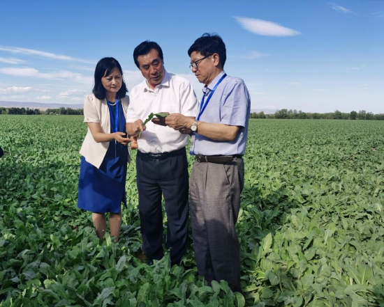 2022年7月，联合国国际生态生命安全科学院宋达琳、黄正明、陶然三位院士（由左到右）
视察白云山板蓝根万亩gap药材基地