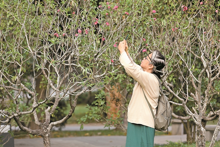 11月3日，秋日的莲花山公园内现桃花盛开，吸引市民驻足拍照。深圳晚报记者 张焱焱 摄