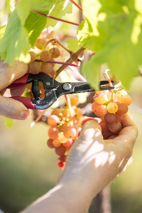 来自加拿大bc省的新鲜食材 ©northern bc tourism/marty clemens/destination bc/boomer jerritt